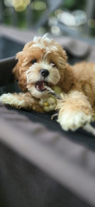 Cavapoo / chłopiec
