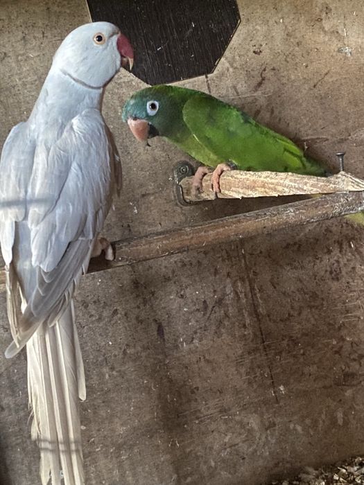 Psittacara acuticaudatus ( conure cabeça azul )