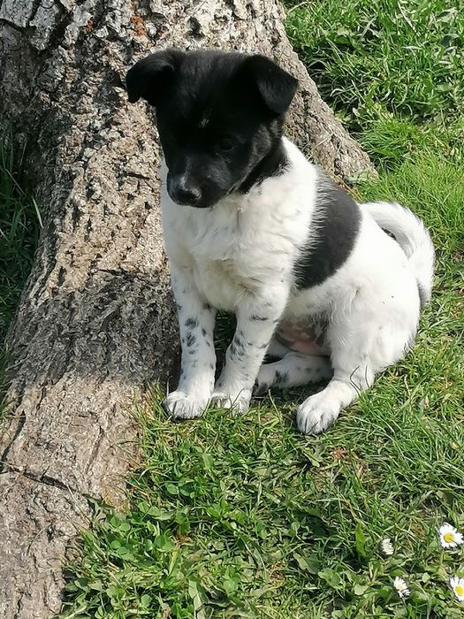 Suczka biało czarna