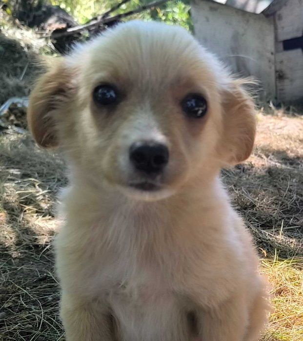 Вірний друг шукає сім'ю!