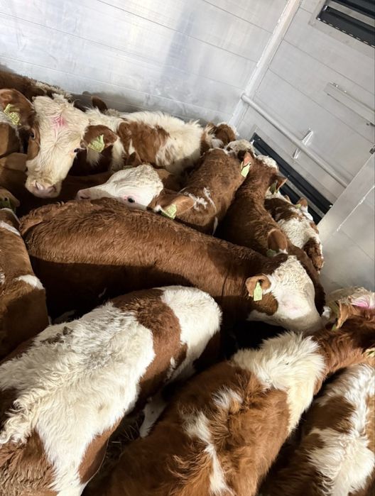 Sprzedam cielaki samodzielne jak i na mleko