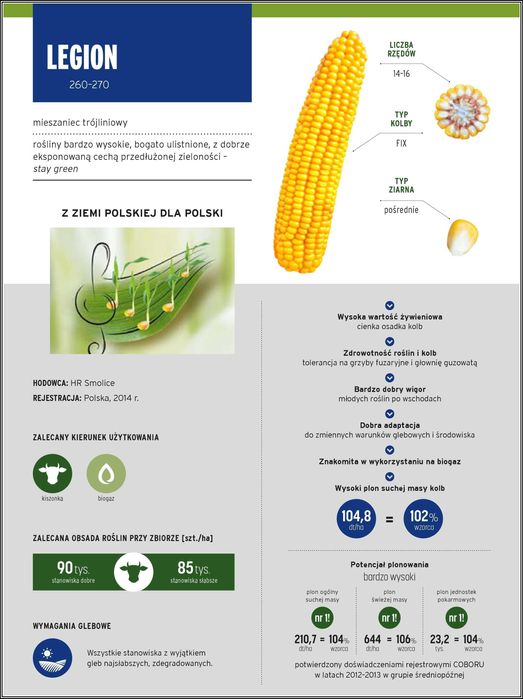 Kukurydza LEGION - Sprawdzona Wierna Odmiana Nasiona Kukurydzy Smolice
