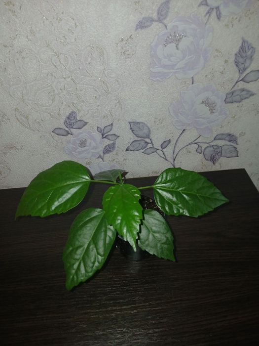 Кімнатні рослини