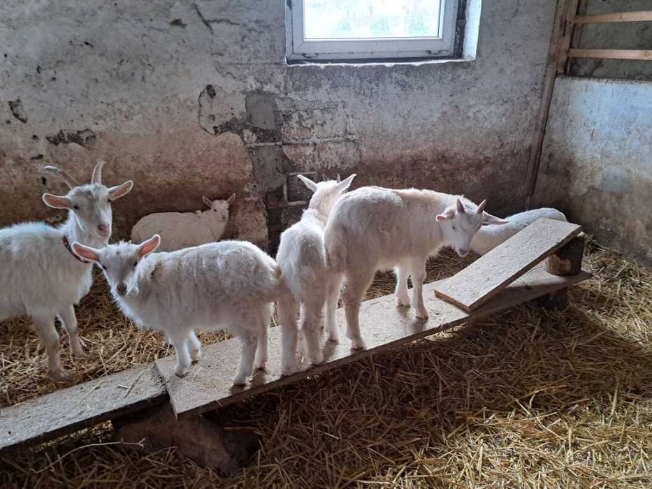 Sprzedam młode koziolki