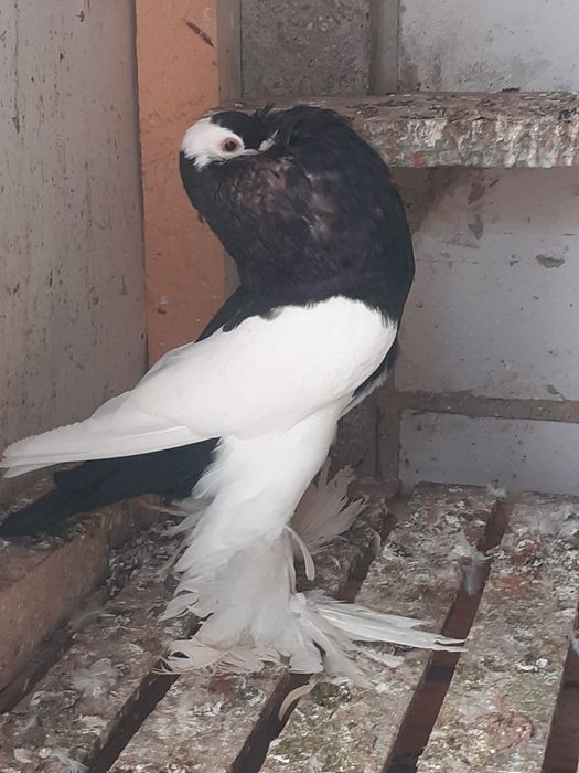 Gołębie ozdobne garłacze czeskie