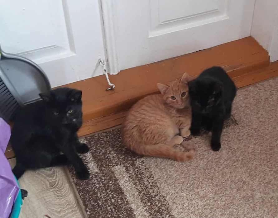 Oddam trzymiesięczne kotki