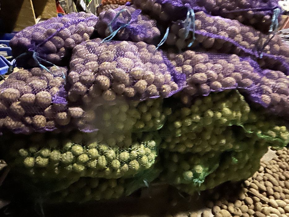 Ziemniaki- sadzeniaki