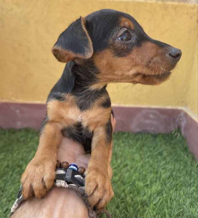 Pinscher Miniatura