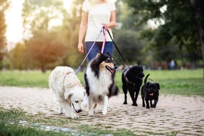 Petsitting em mafra