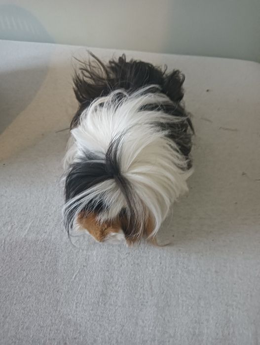 Świnka morska dlugowlosa