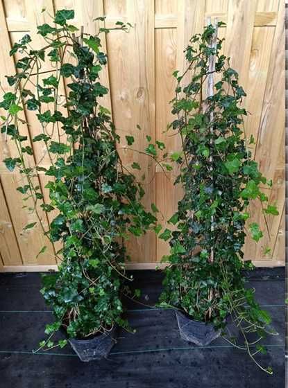 Bluszcz hedera helix 250-300 cm w dużych donicach, kępa | Ełk