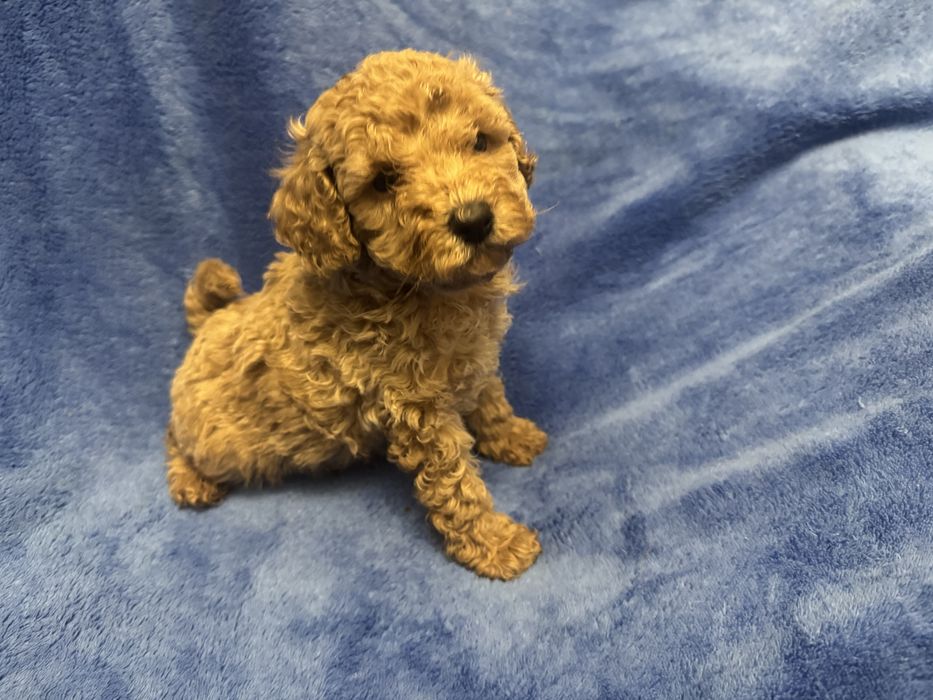 Той пудель дуже малесенький хлопч