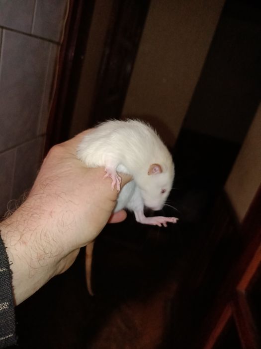 Криска щурик Дамбо як свято