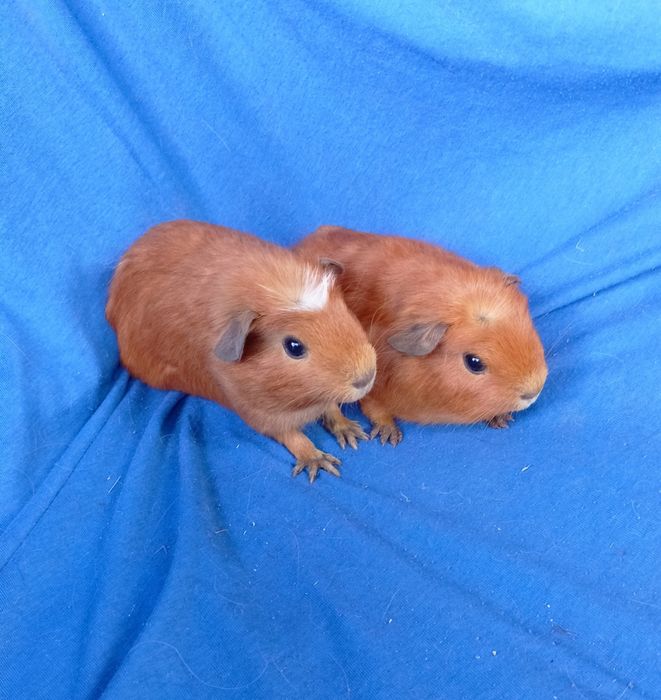 Питомник морских свинок