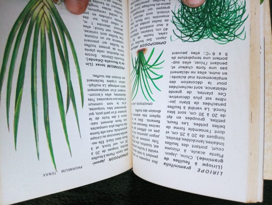 Cactees et plantes d'appartement - un petit guide de la serie ... 1966