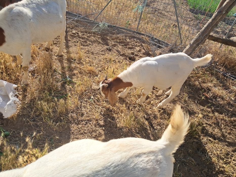 Vendo machos boer puros