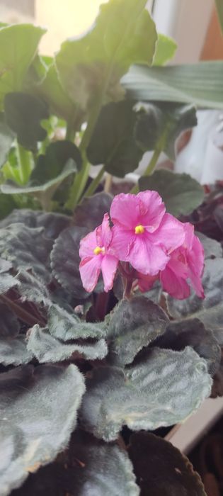 Fiołki afrykańskie