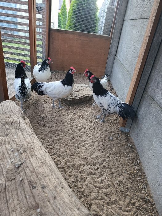 Koguty lakenfelder ozdobne, vorwerk, fryzyjskie, hamburskie, wyandotta