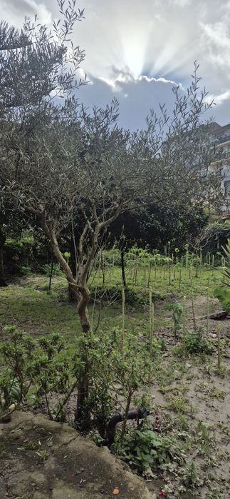 Várias planta de quinta para desocupar