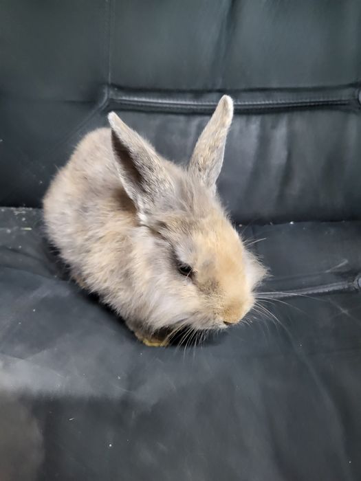 Króliczek miniaturka jest to dziewczynka