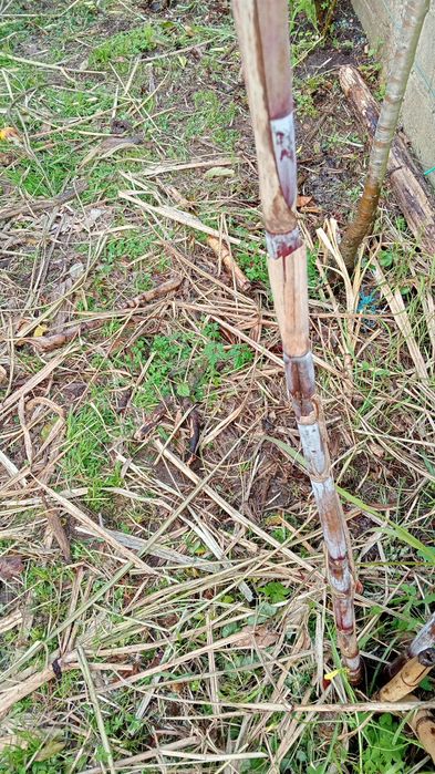 Cana de Açúcar roxa/Madeira