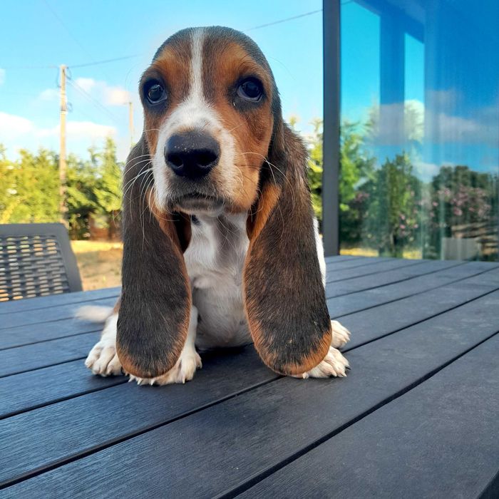 Basset hound puro