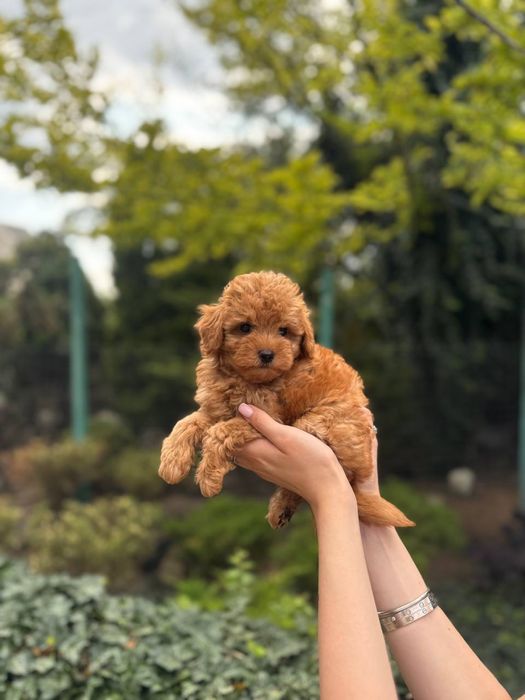 Мальтипу f1, f2 мальтіпу f1 f2 той пудель