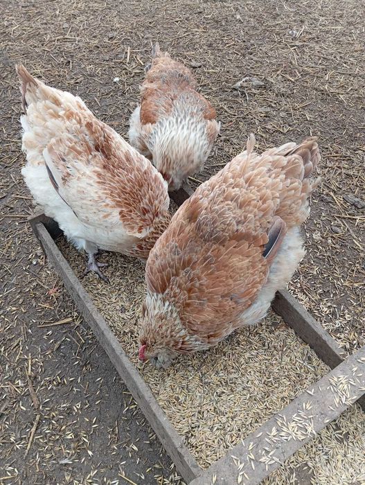 Sprzedam kury faberola