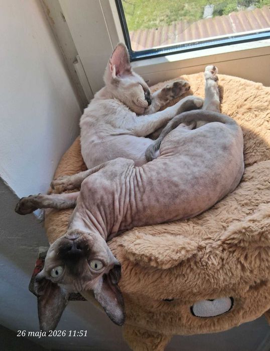 Devon Rex FPL super koteczka Harley