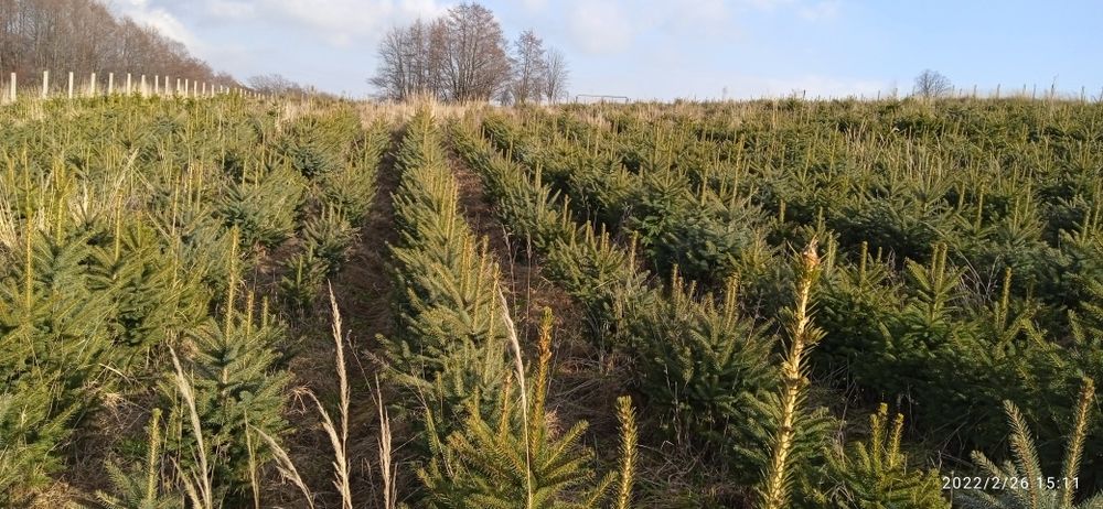 Plantacja choinek , świerk srebrny , jodła kaukaska