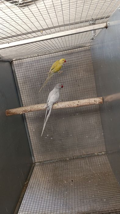 Ring neck macho 2024