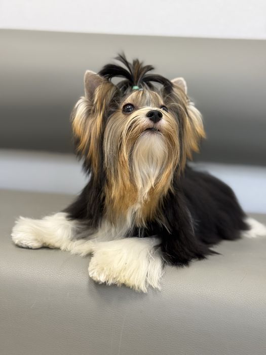 Цуценя бівер йорк з документами, гарний хлопчик