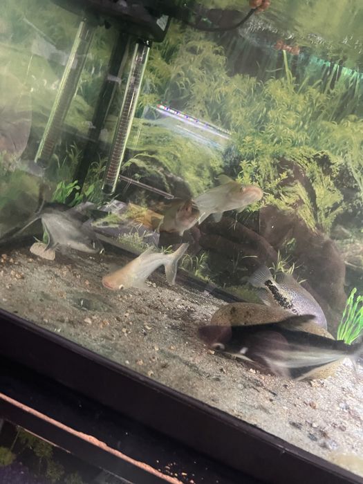 4 pangasius 2 albino 2 azuis