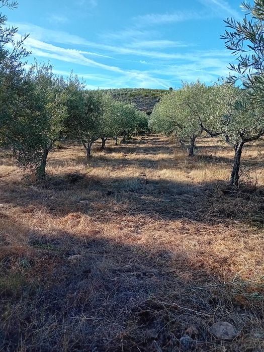 Azeite tras os montes