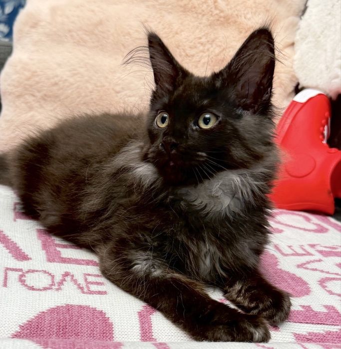 Мейн Кун - окрас гарний , Black Solid
