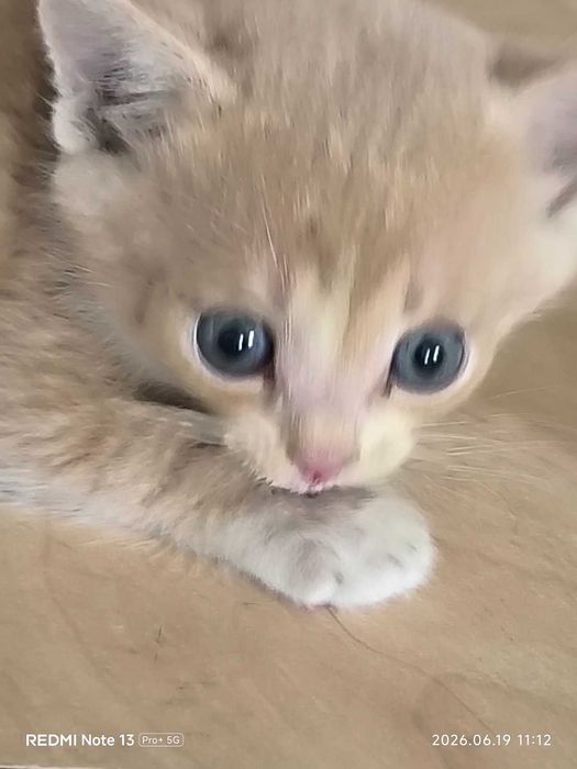 Красивый котенок. Котята брошенные  (помогите пристроить. кошечки и котики)