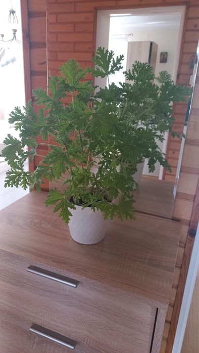 Pelargonia pachnąca