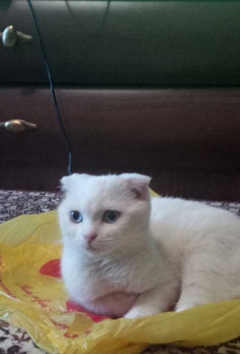 Віддамо кошеня в добрі руки (дівчинка 5 місяців), порода шотландець