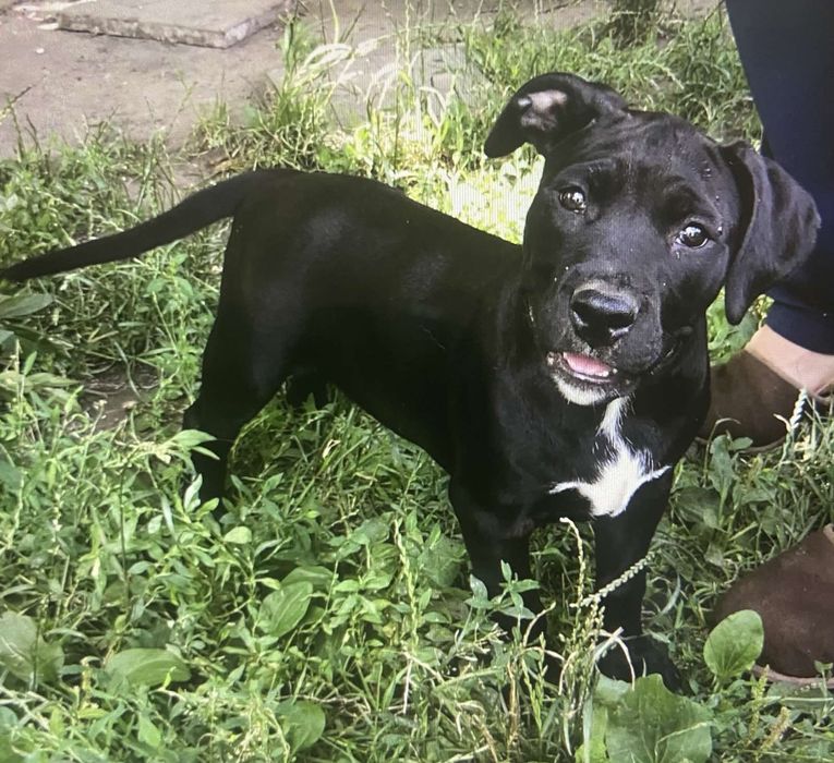 Чистокровні амстафи