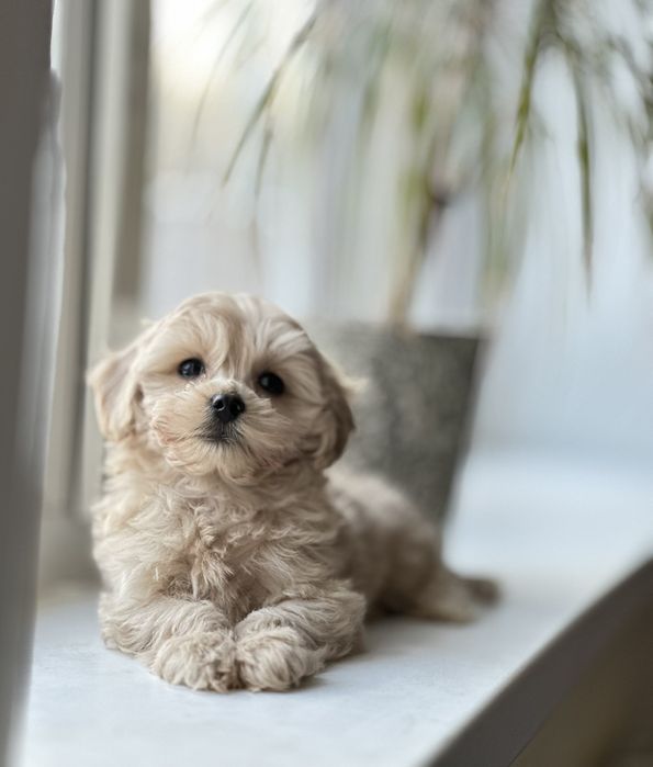 Самі милі та самі гарні мальтіпу. Чудові цуценята в хороші ручки. Еліт