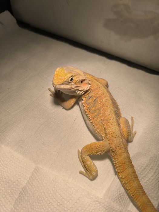 Agama brodata samiec