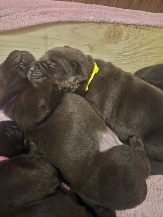 Szczenięta Labrador Retriver