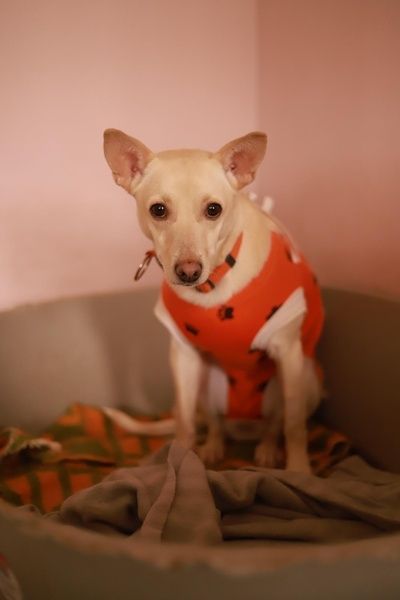 Kiara czeka na uśmiech od losu - chętnie przypilnuje podwórka