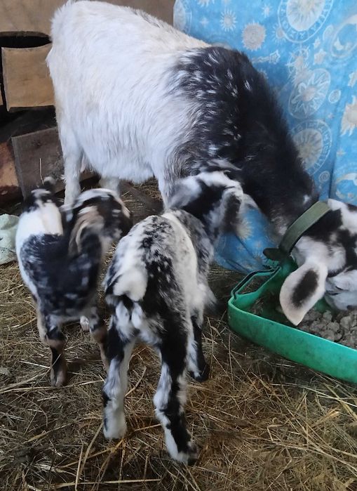 Продам козенят (цапики)