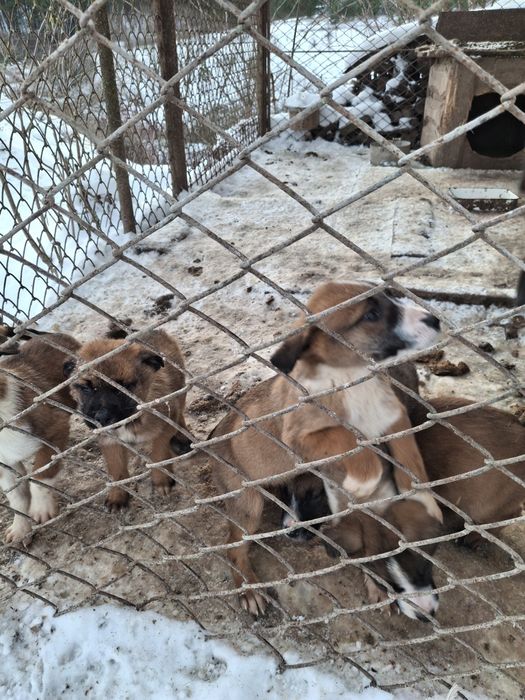 Віддам в добрі руки