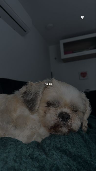‼️ ZAGINĄŁ PIES – SHIH TZU ‼️