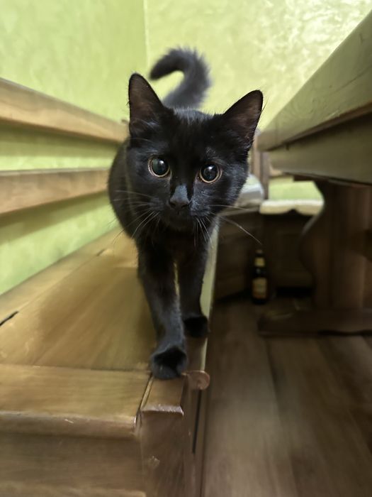 киця в добрі руки безкоштовно