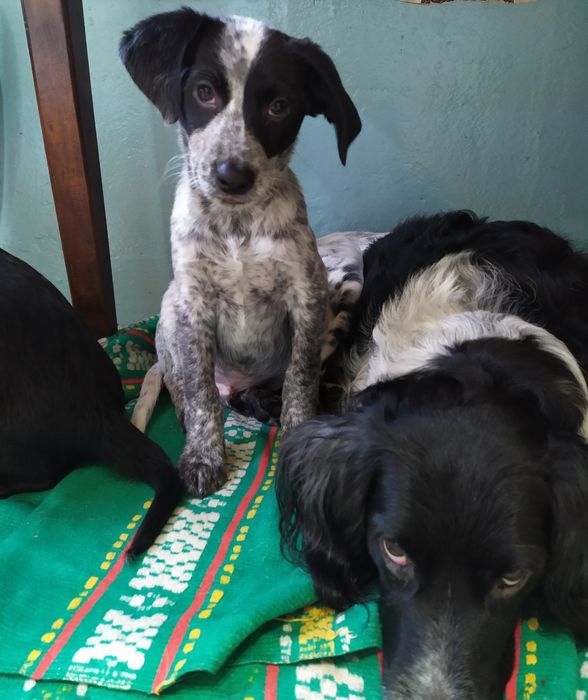 Цуценя  спаніеля