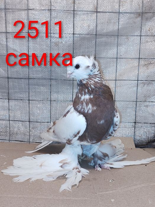 Узбеки, узбекські різної масті