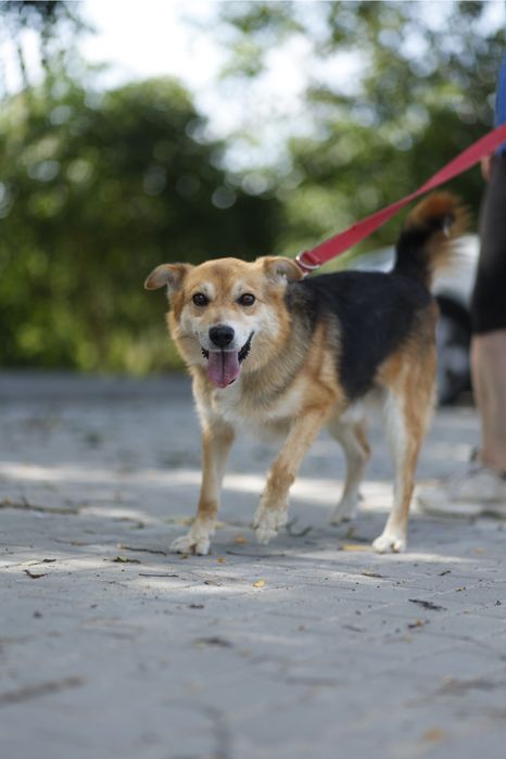 Mały pies 15 kg | Dla aktywnej osoby lub pary